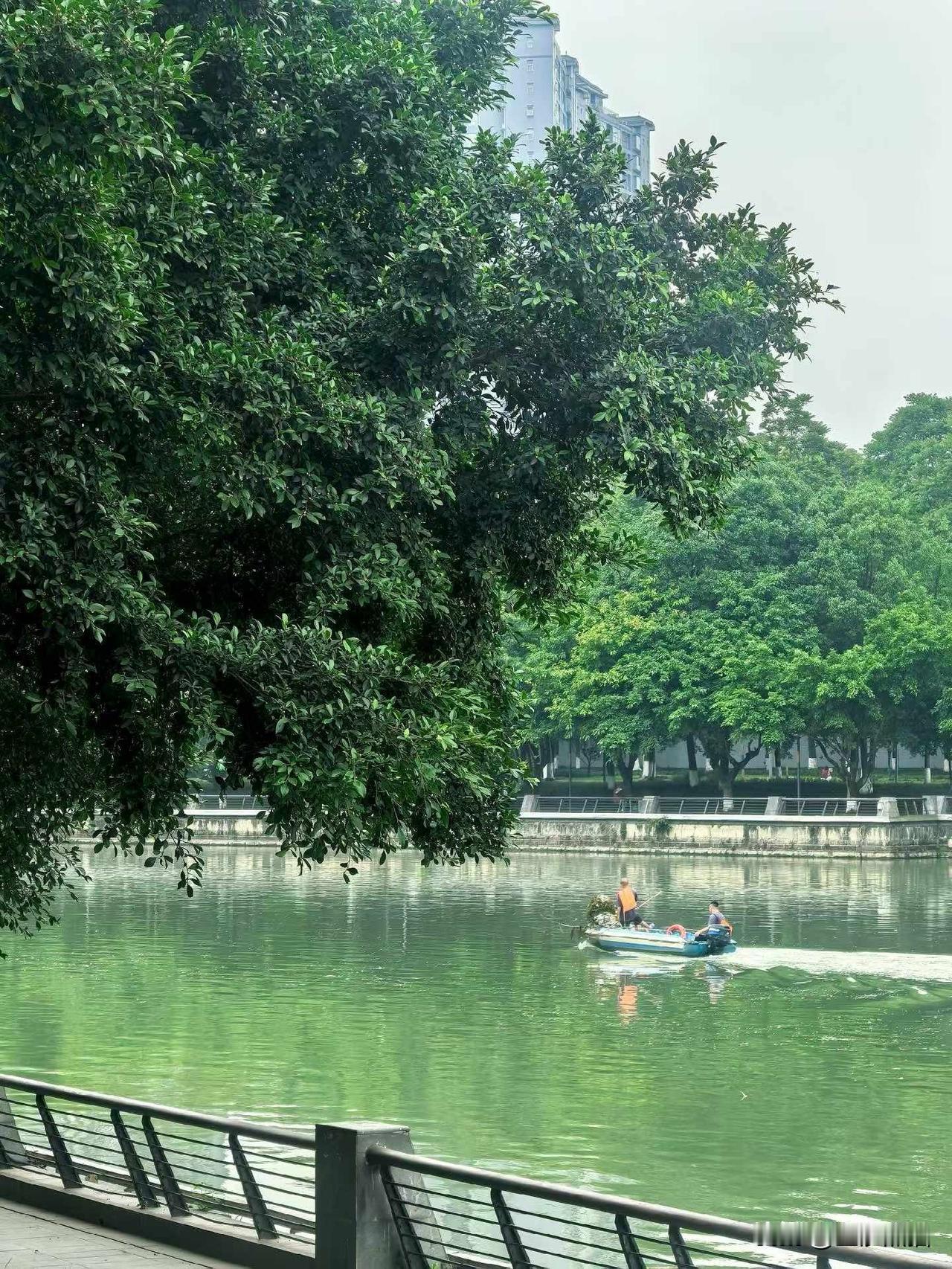浅夏悠悠，静享安然，总有美好，涉水而来。
摄于成都东湖公园。
图文原创：雾中花