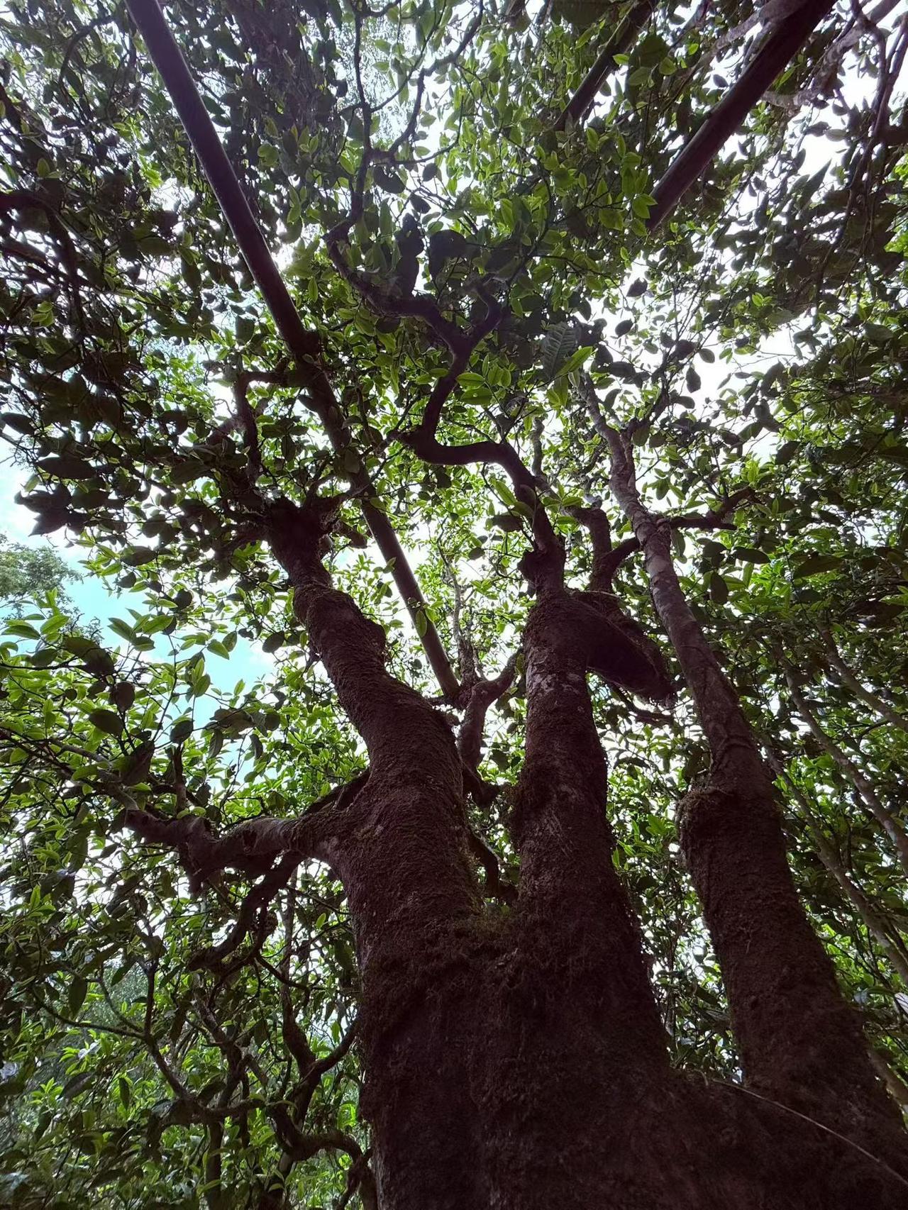 单珠：单颗单采，不参与其他的树，独有一番风味，香甜韵极好，一年就做一次春茶，量少