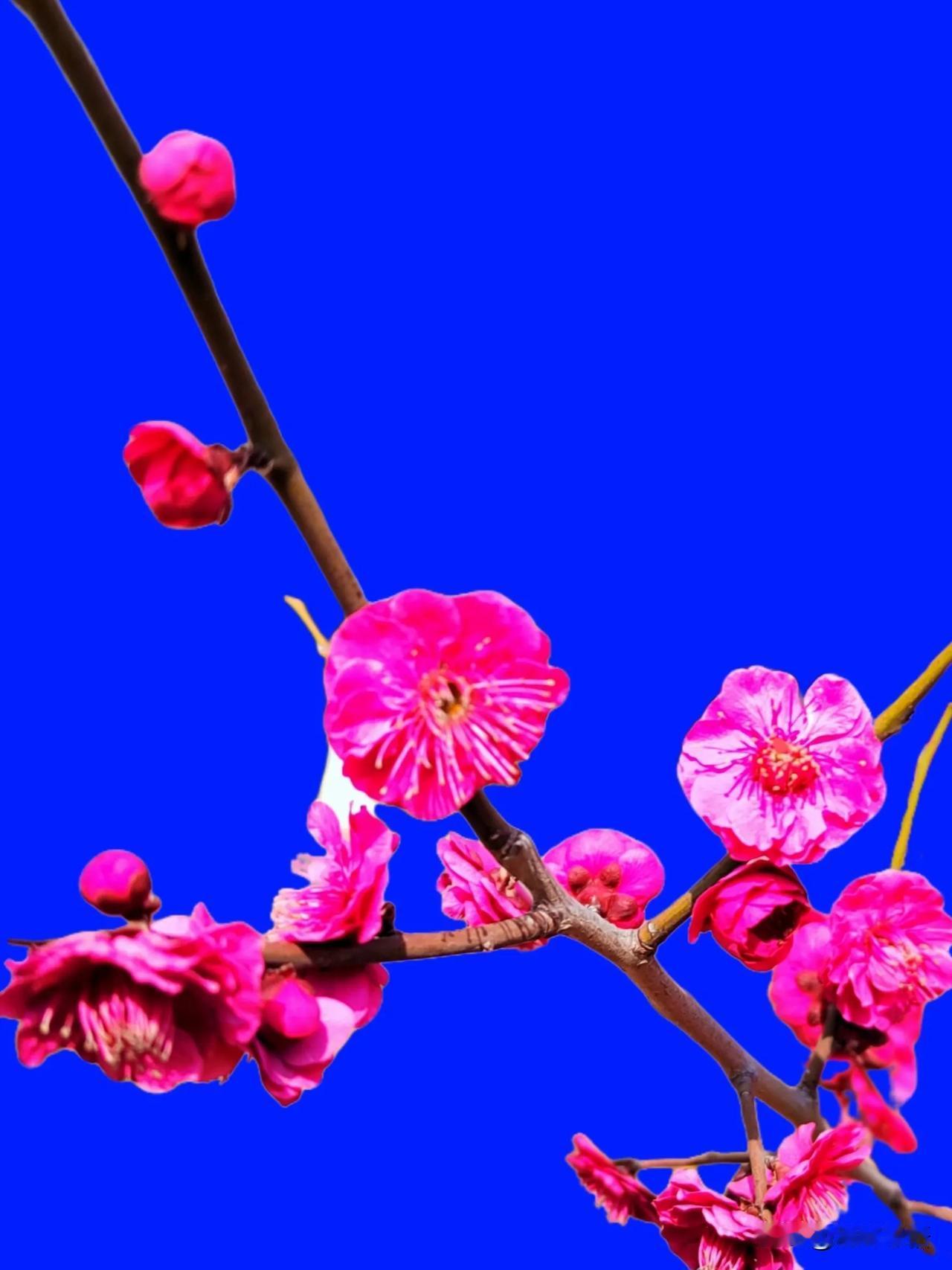 梅花绽放，春意盎然！🌸🌿