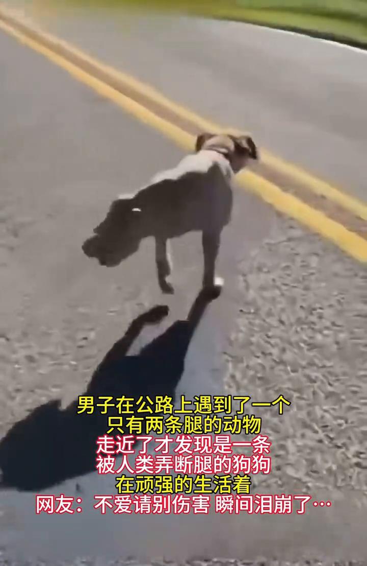 男子在公路上遇到了一个只有两条腿的动物，走近了才发现是一条被人类弄断腿的狗狗，在