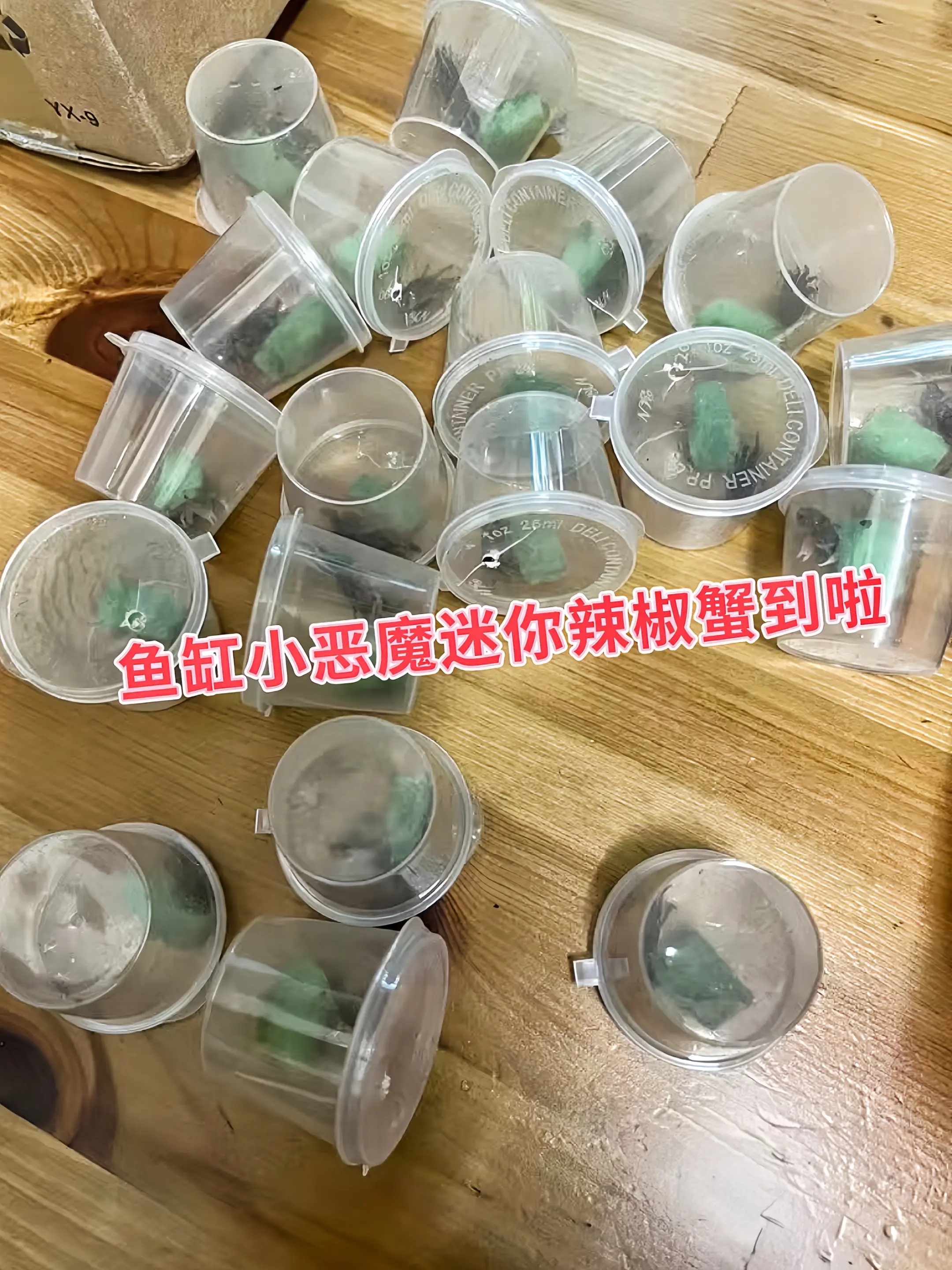 看它个头小，清洁实力超强！藻类、微生物和食物残渣都是它的“盘中餐”，活...