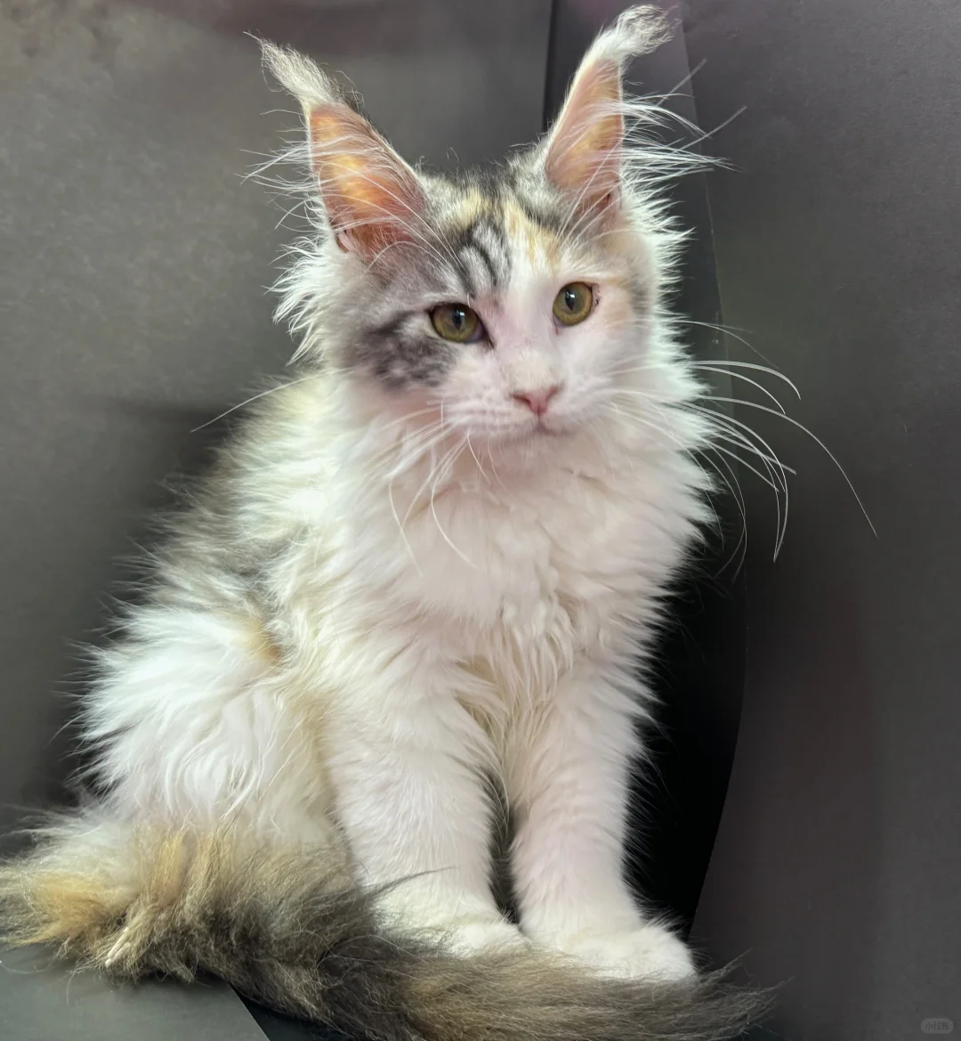 缅因｜三花真是大美女耶