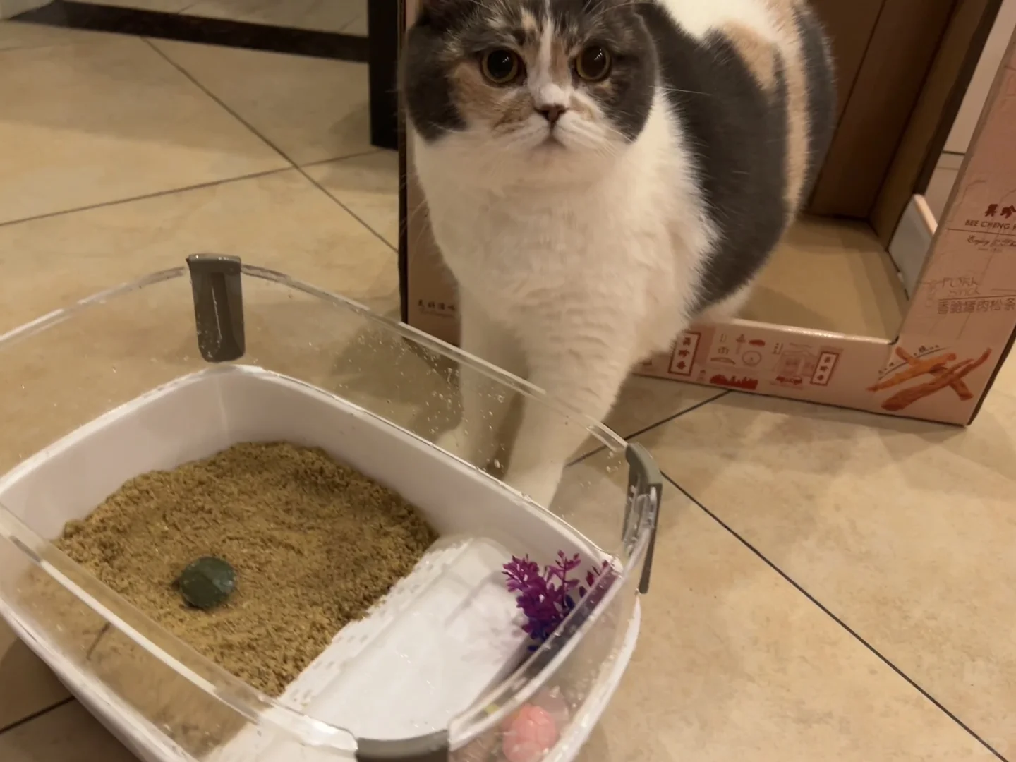 给猫咪也养了一个宠物