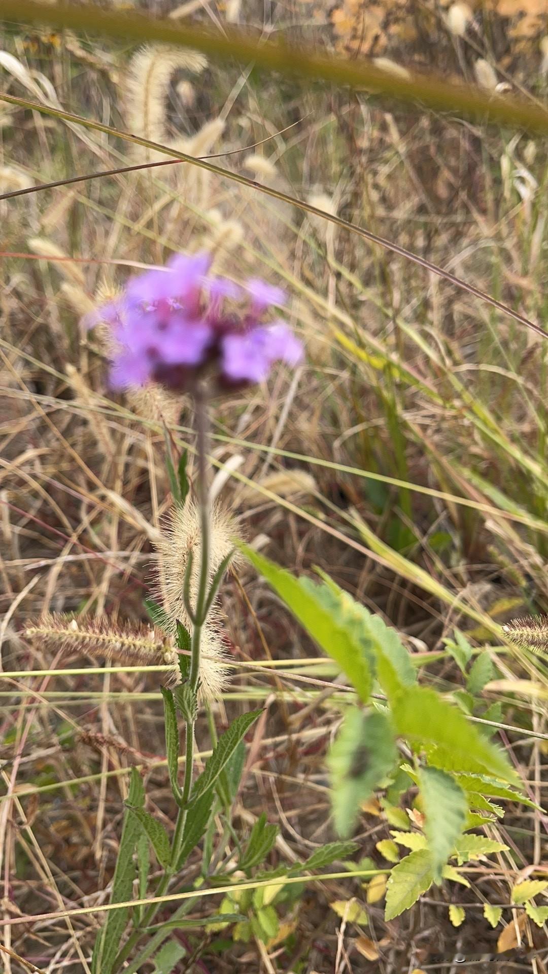 大自然之所以美丽，是那些花草树木在装扮着生活！
每一棵草，每一棵树，都是刻意打扮