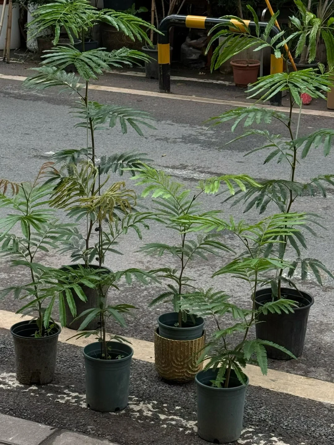 超牛的密叶猴耳环上新咯