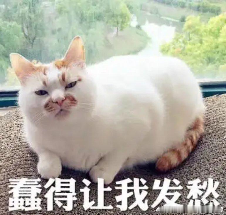 湖南一路段插满白事灯笼绿化带归环卫局管，找不到环卫局找城管局，找民政局有屁用啊。