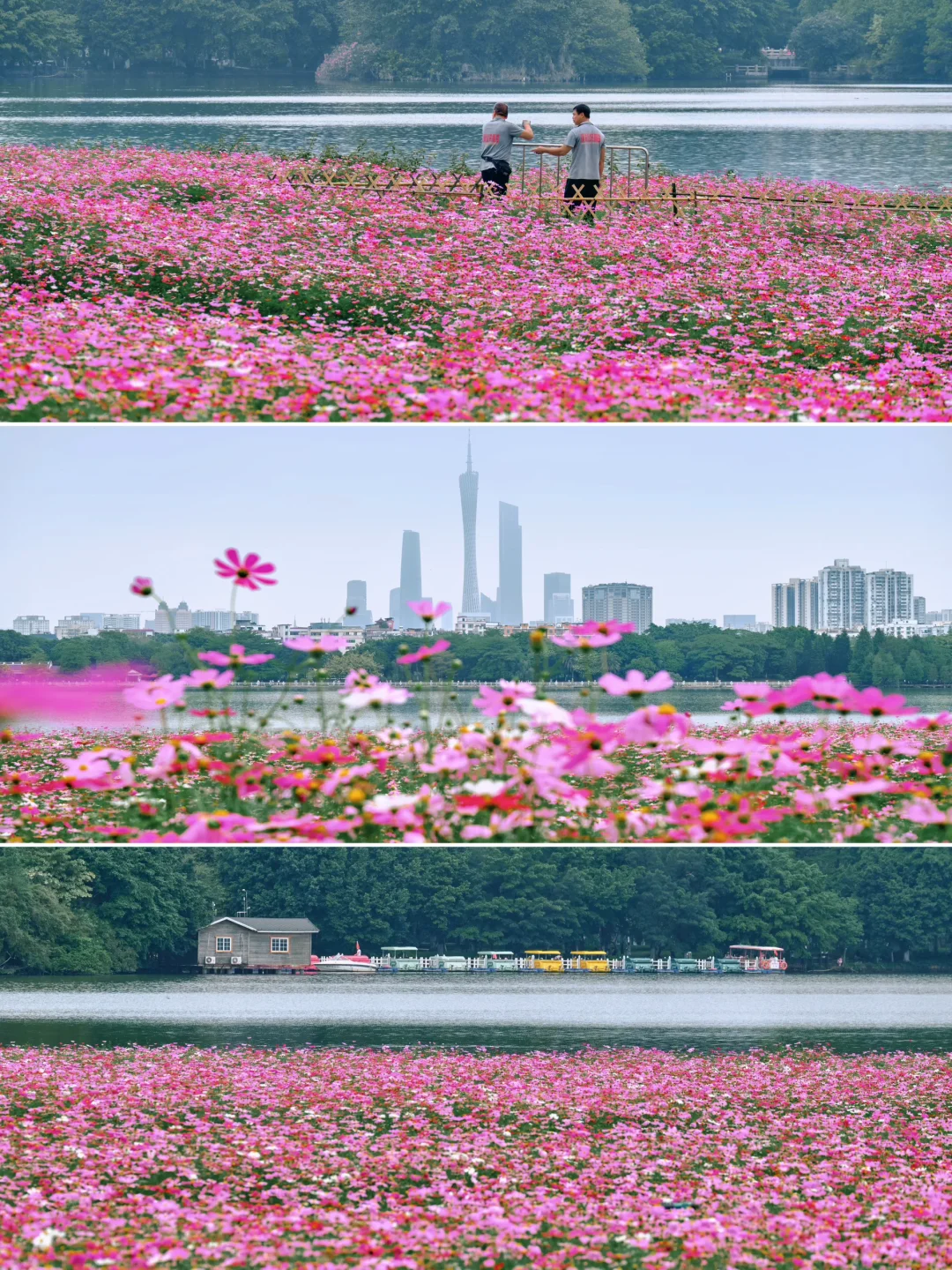 广州你是懂浪漫的❗️把初夏揉进2️⃣万㎡花海里