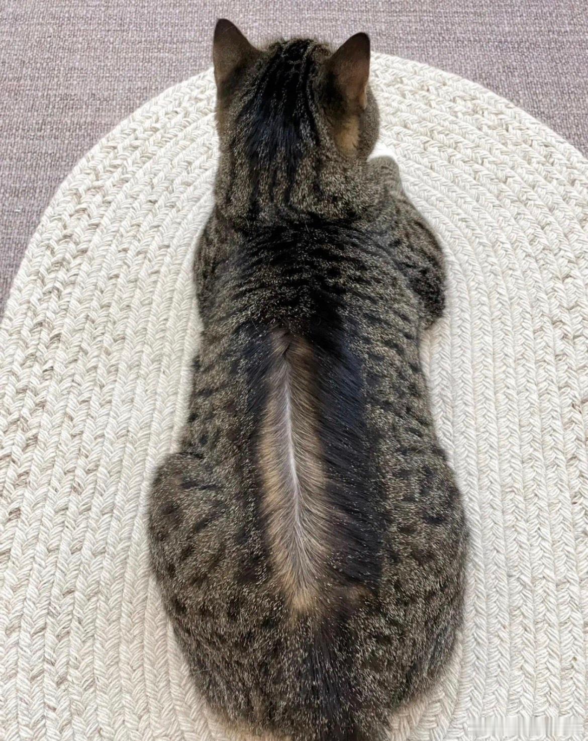 养了5年的猫突然开线了！ 