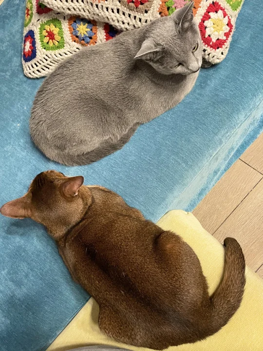 两辆车规范停放