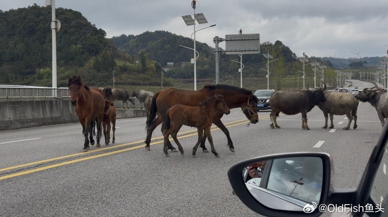 🐮造化钟神秀，阴阳割昏晓🐴拦路遇牛马，我家有大桥🚗🚗🚗 黔南·龙里河大