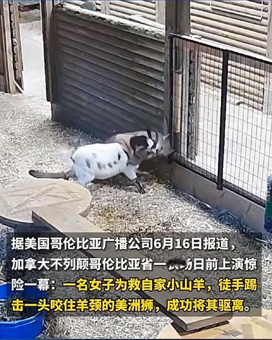 狮子有着王者风范，为百兽之王，其他动物无不闻之丧胆。可是一头美洲狮却活成了笑话。