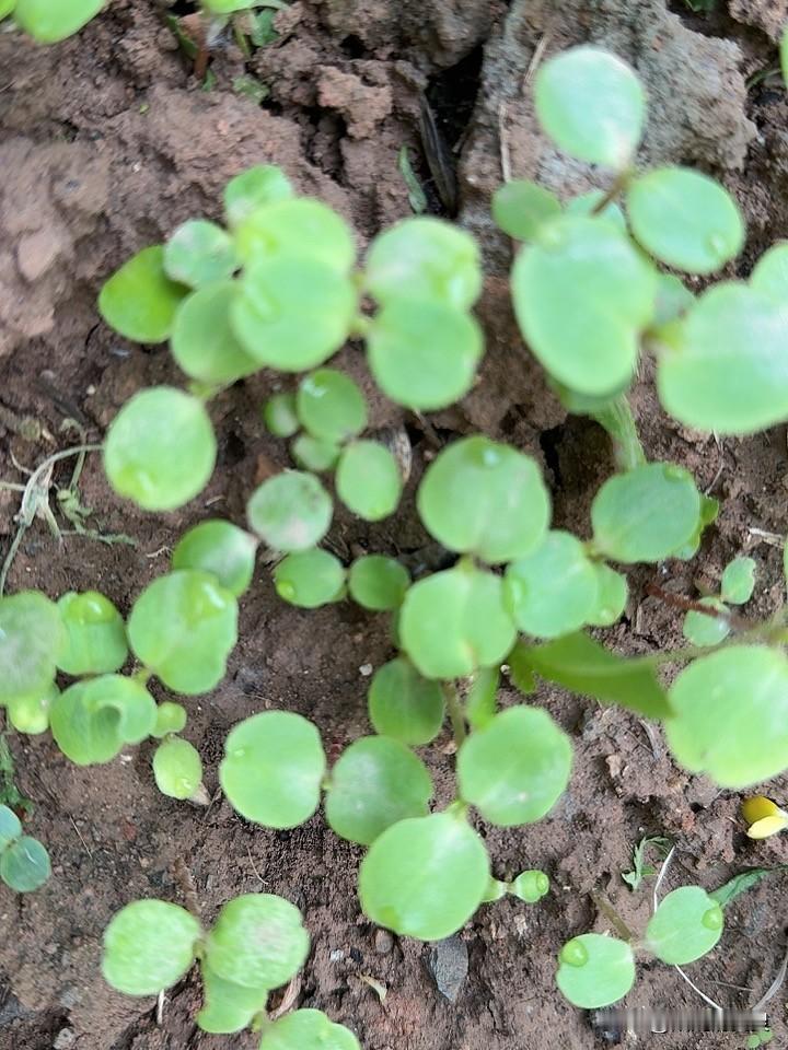 看看我种的指甲草，争先恐后的长。
还有这个芍药花儿，已经长了好几瓣叶子了。每天睁