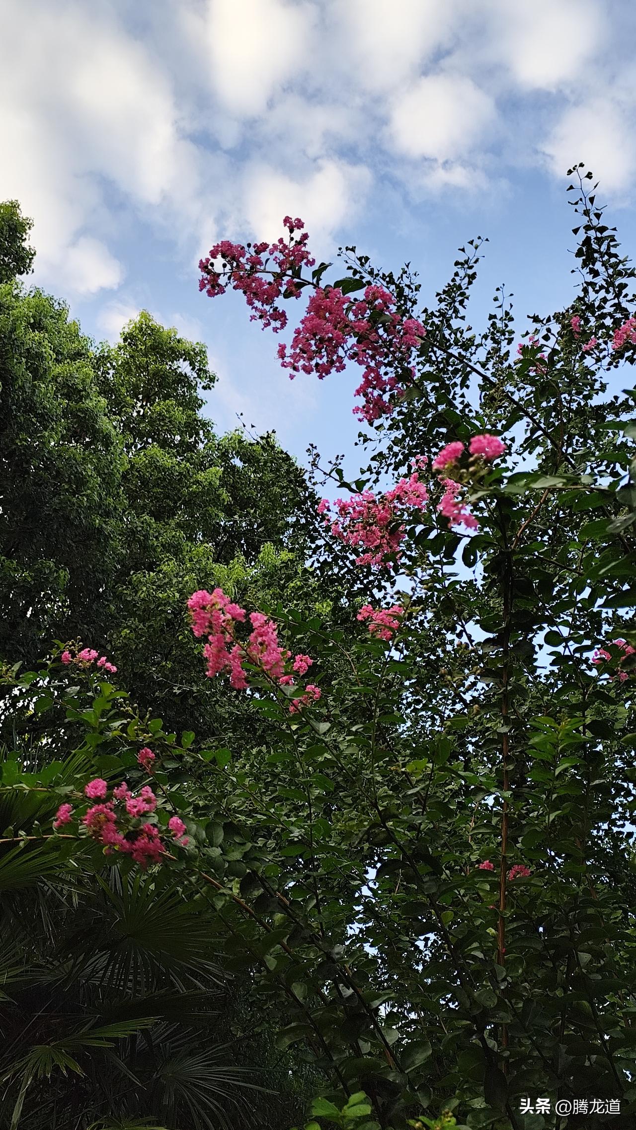 鲜花朵朵高入云
