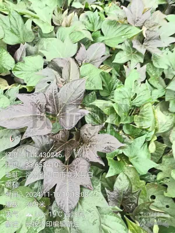 超短蔓红薯芳华3号

超短蔓红薯新品种芳华3号，该品种由河南省众康薯业科技有限公