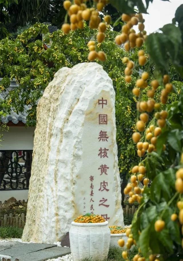 #说一个特产,证明你是哪里人#无核黄皮，知道的人不多，但明白清楚的人一定是云浮郁