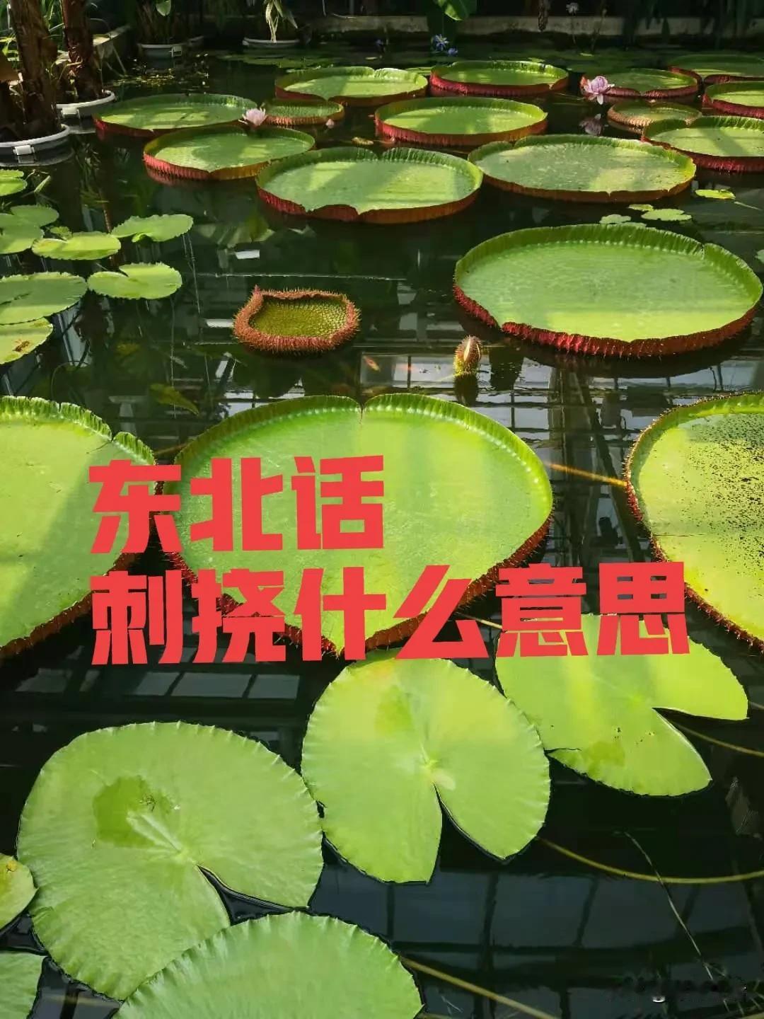 东北话刺挠什么意思？有知道的朋友们帮忙解释一下！在线等答案谁懂东北方言 东北话飘