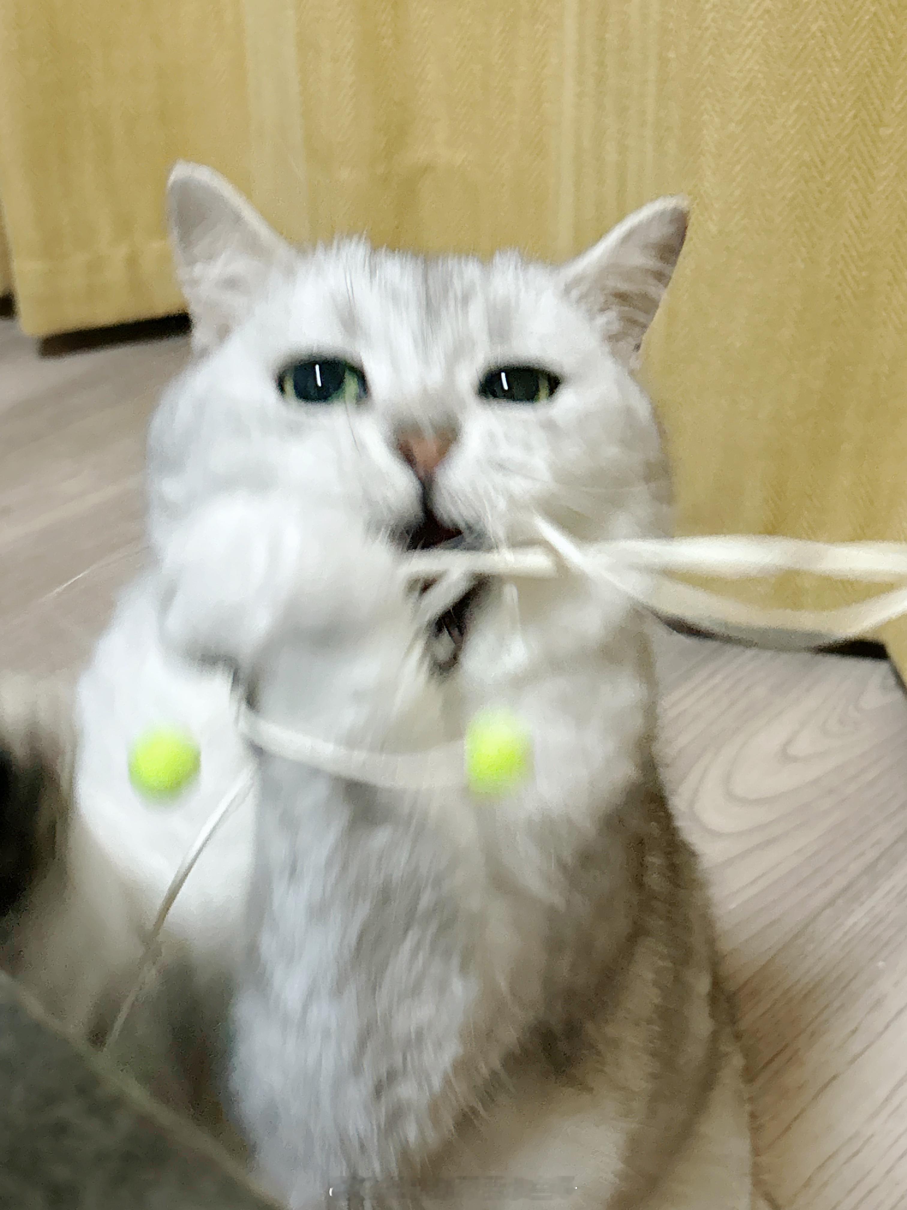 所谓安心就是每天睡前猫砂盆铲出来的两坨小一坨大