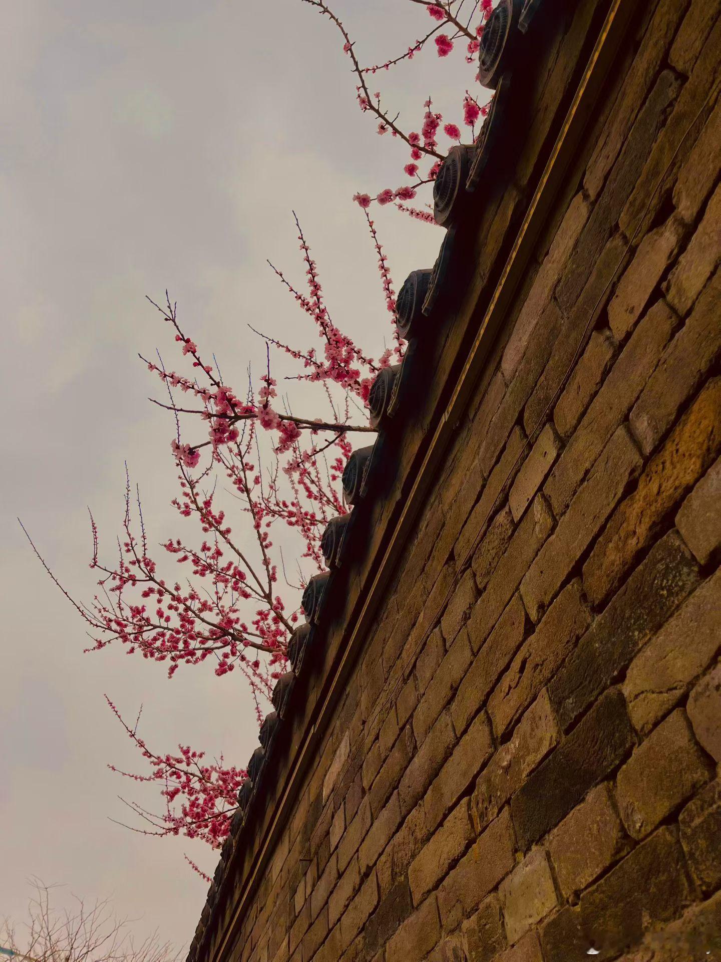 一枝红杏出墙来 