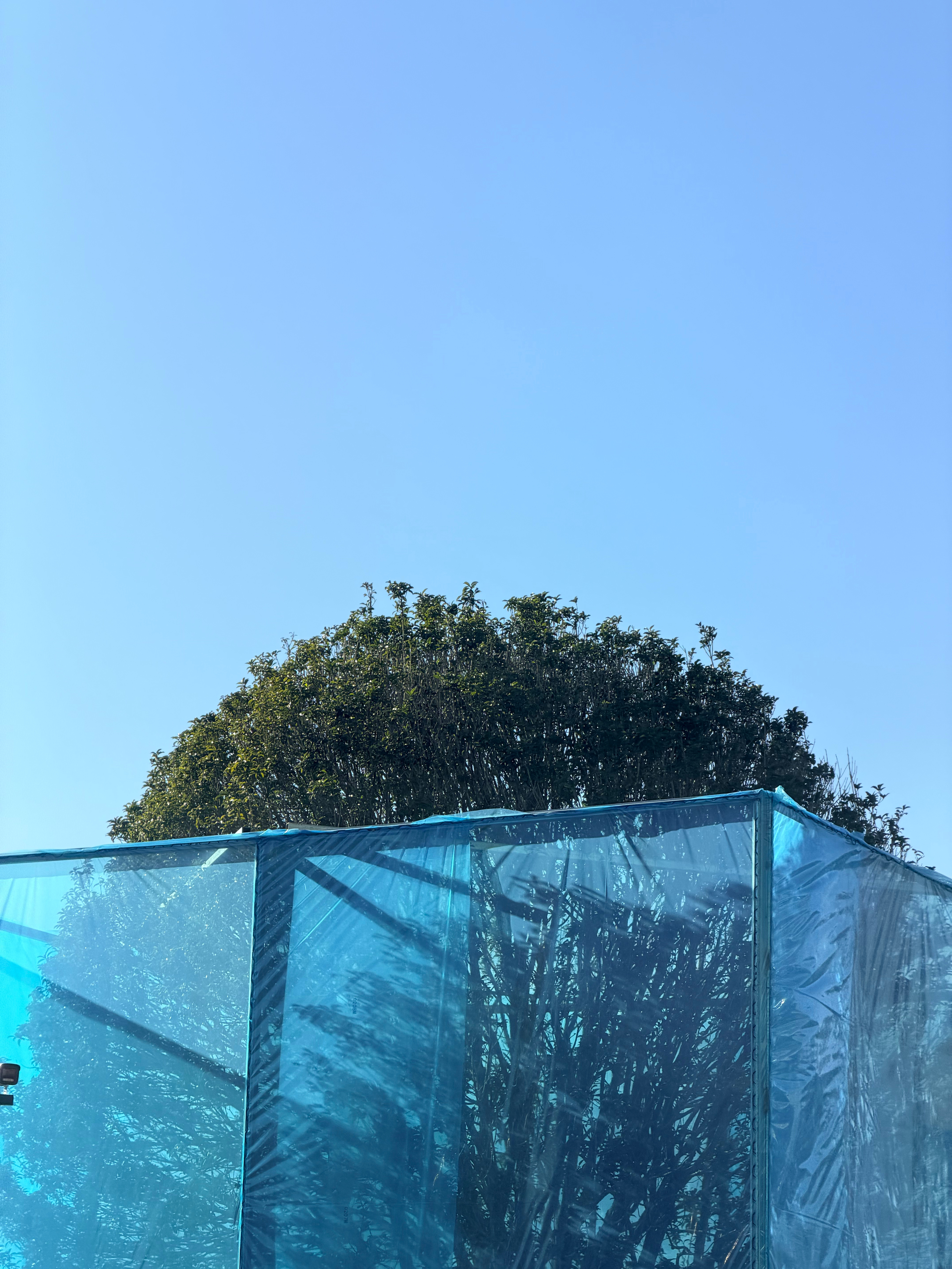 青岛大风 这两天风太大了，早上被风叫醒，现在坐在车里风吹车，吹的摇摇晃晃的 小梦