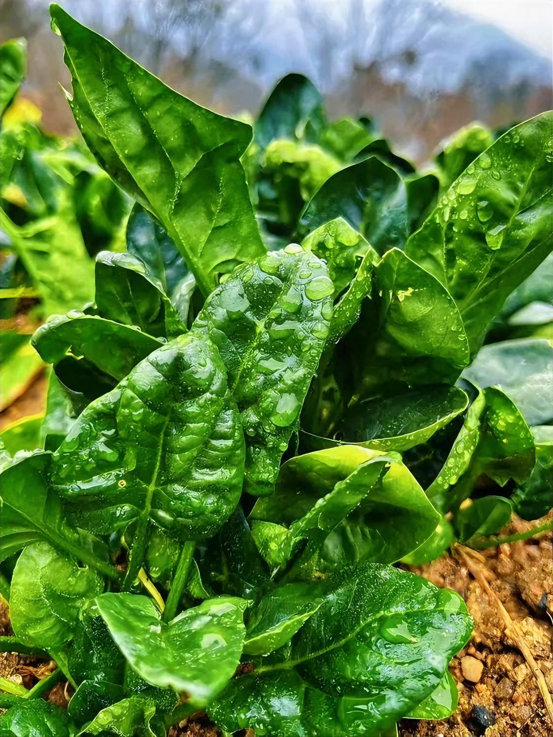 你知道吗？

要想命好，

你就得学会睁眼瞎！

学会睁眼瞎是最好的修行！

睁