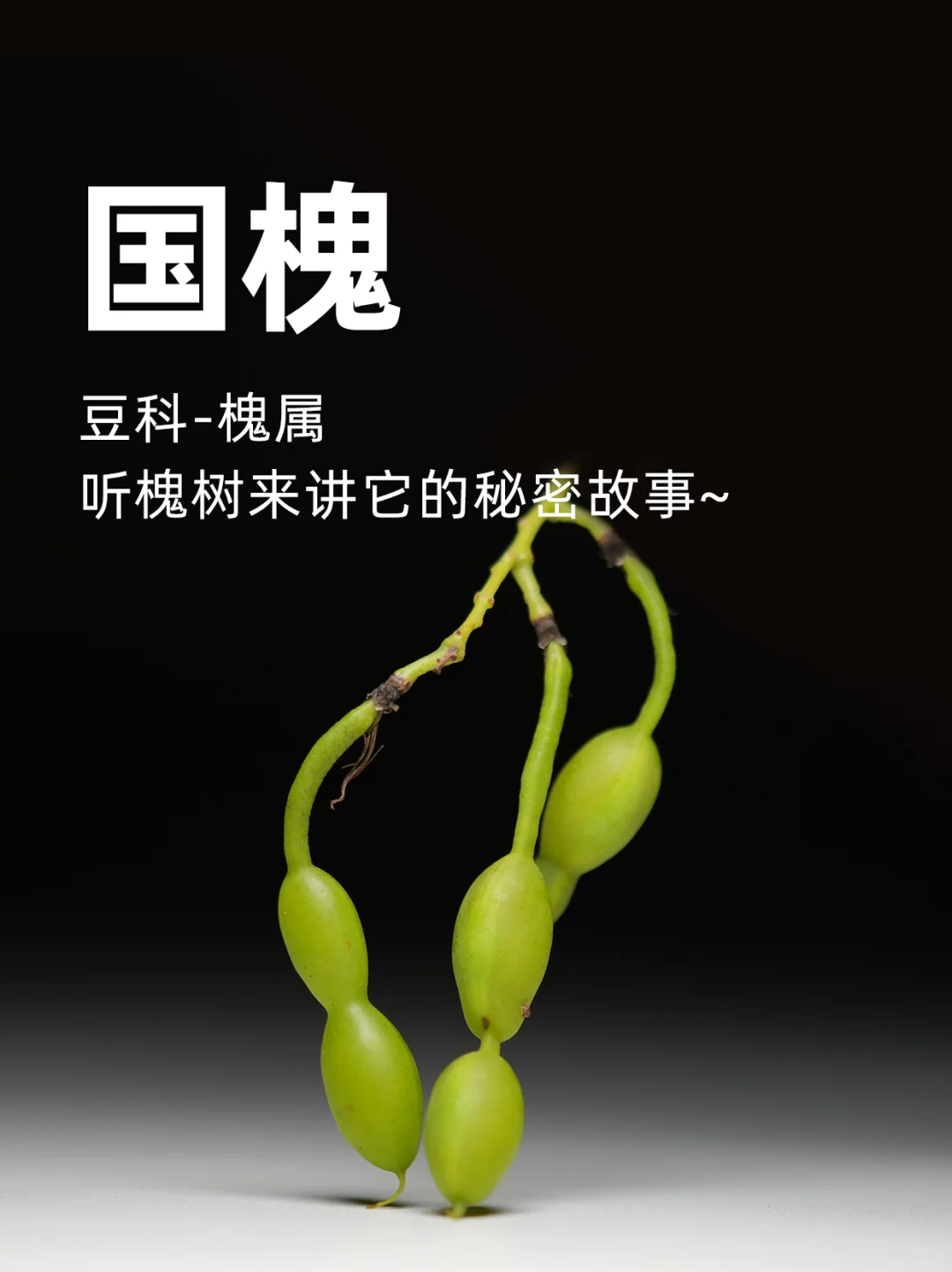 君子之树：听槐树来讲它的秘密故事~