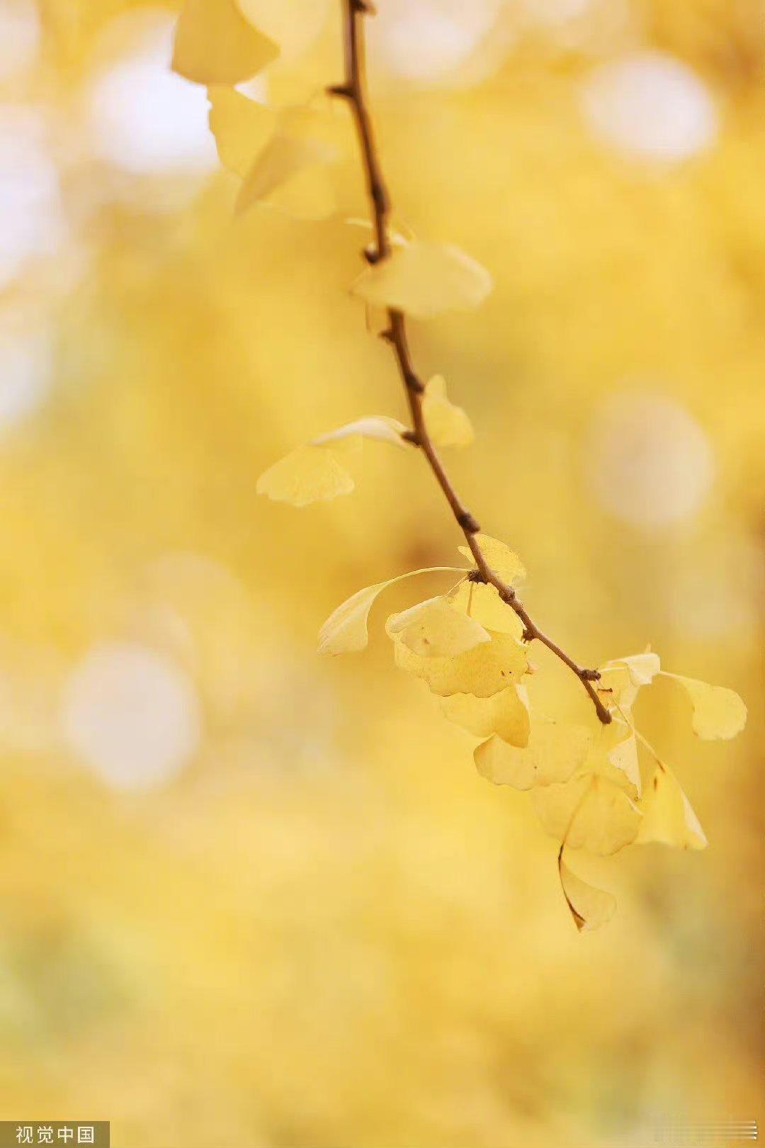 '  善良比智慧重要，诚实比聪明要好！早安 