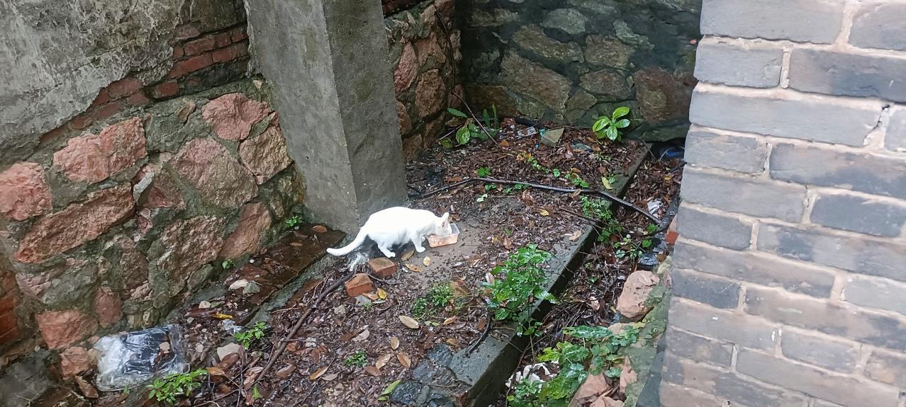 天终于晴了！

上午还下着小雨，因为牵挂着哺乳期的白猫妈妈，我冒雨遛狗，白猫妈妈