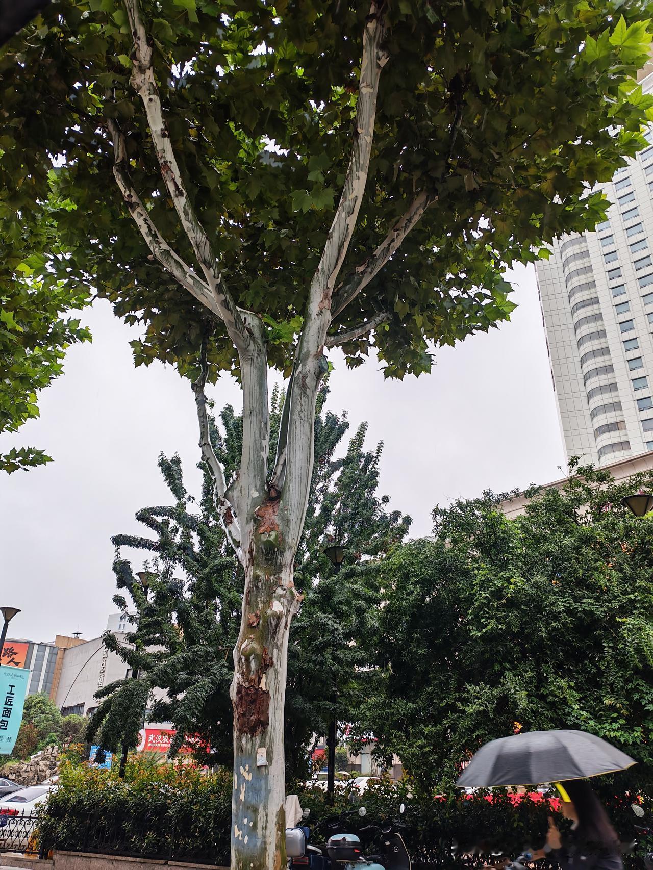 小区车位总算是空余了，
想怎么停就怎么停。
看来过节出去的人不少啊，
没有了往日
