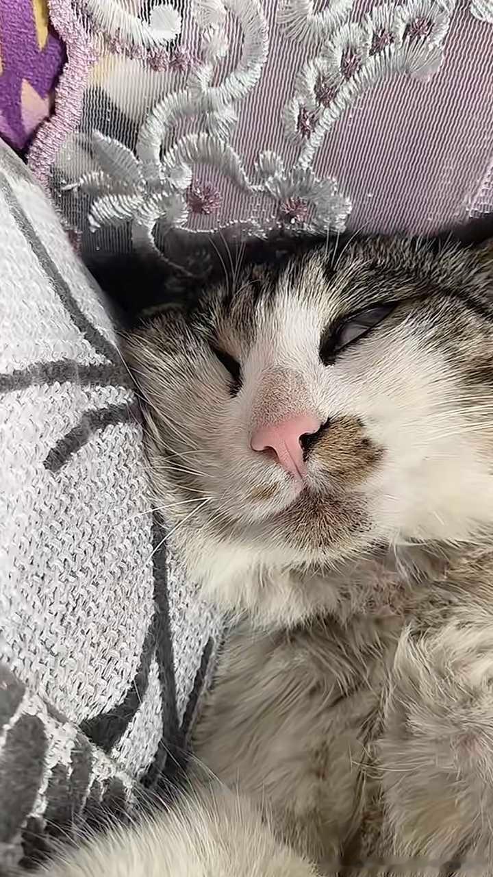 50490【丑猫】舍友家的猫睡颜丑 