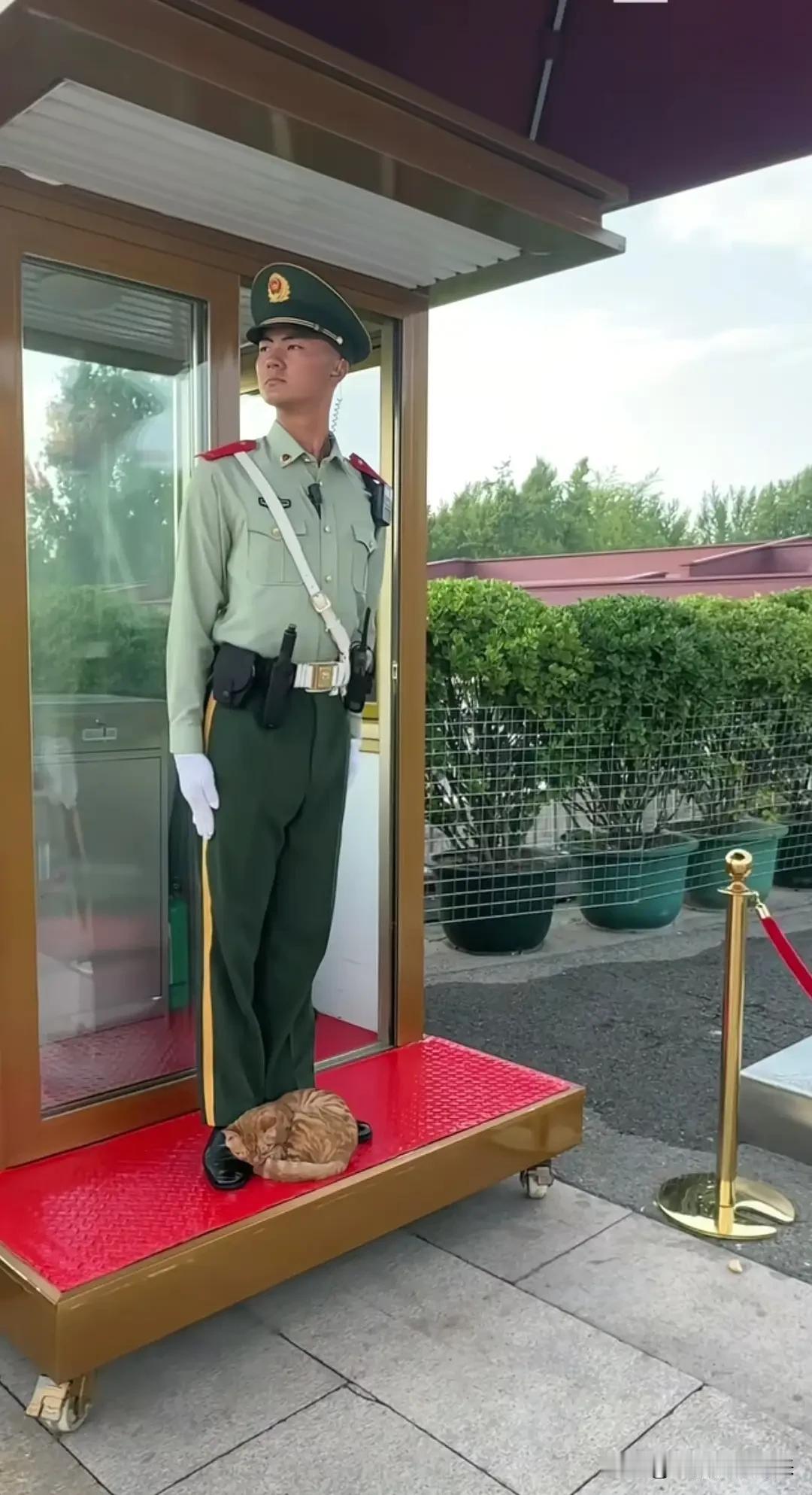 天安门哨位那只橘猫又来了：你守护国家，它守护你的脚边

10月1日上午，天安门广