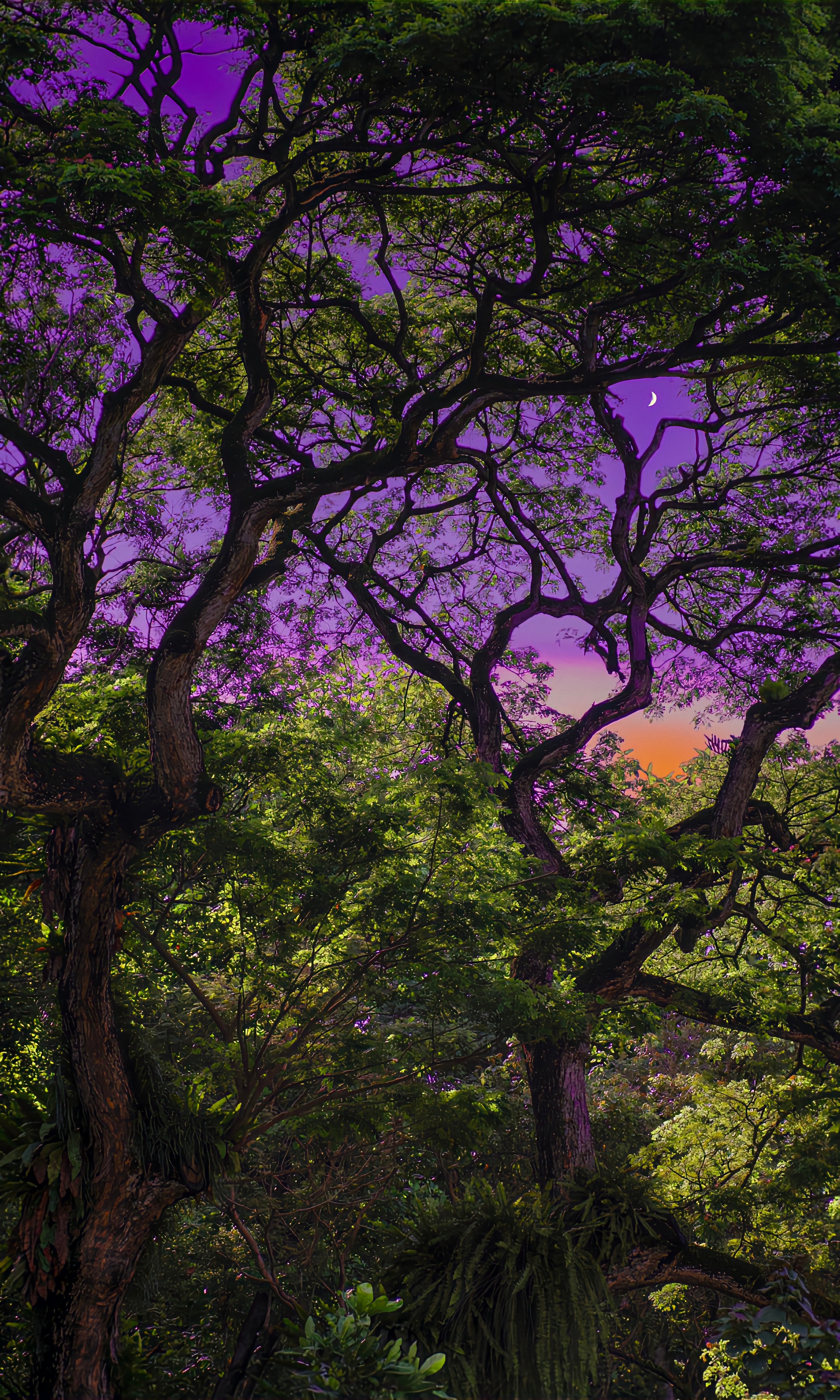 Purple Dream 