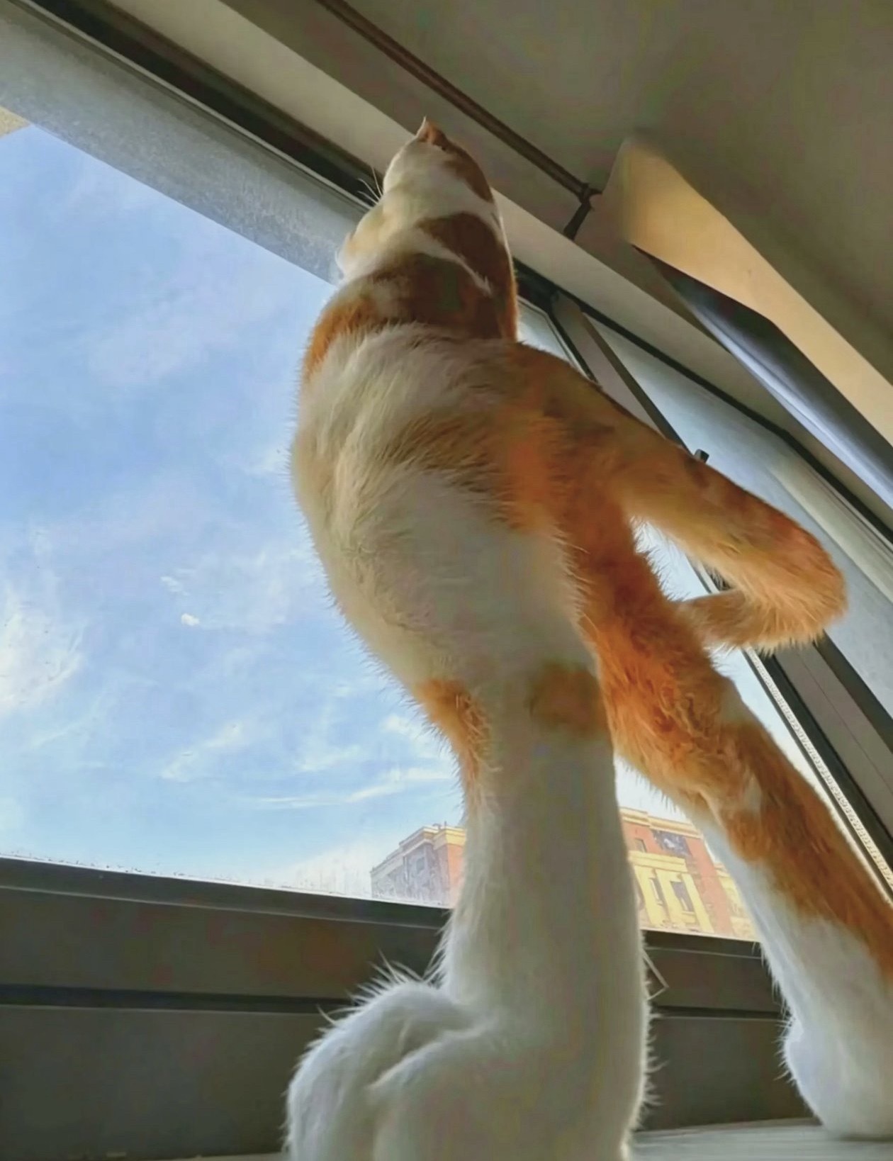 猫咪：是时候出手接管地球了