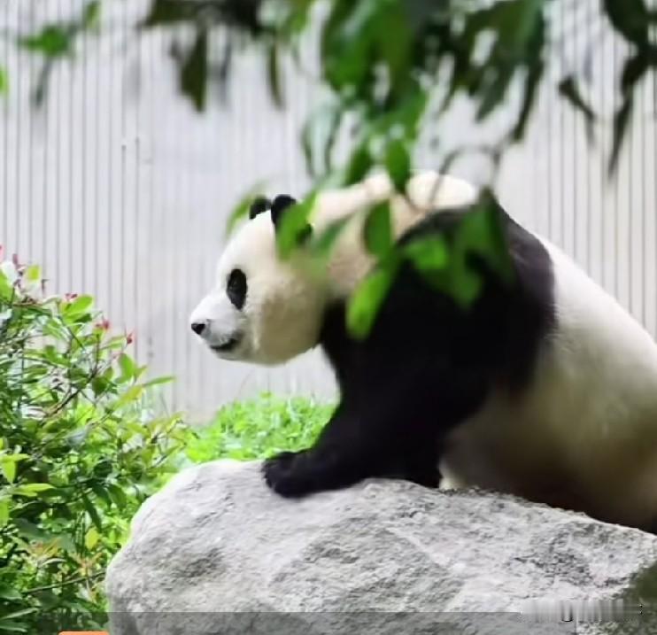 给福宝安排两块石头
这是要让福宝占山为王吗
一问
神树贫这是什么操作？
且不说福