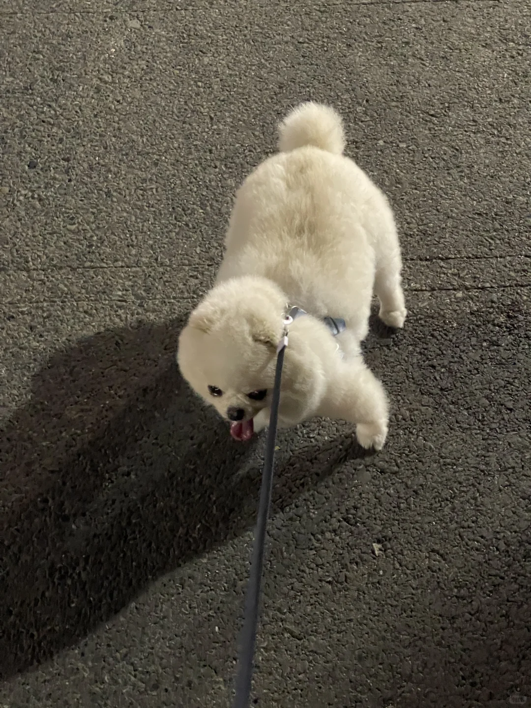 犟种🐂