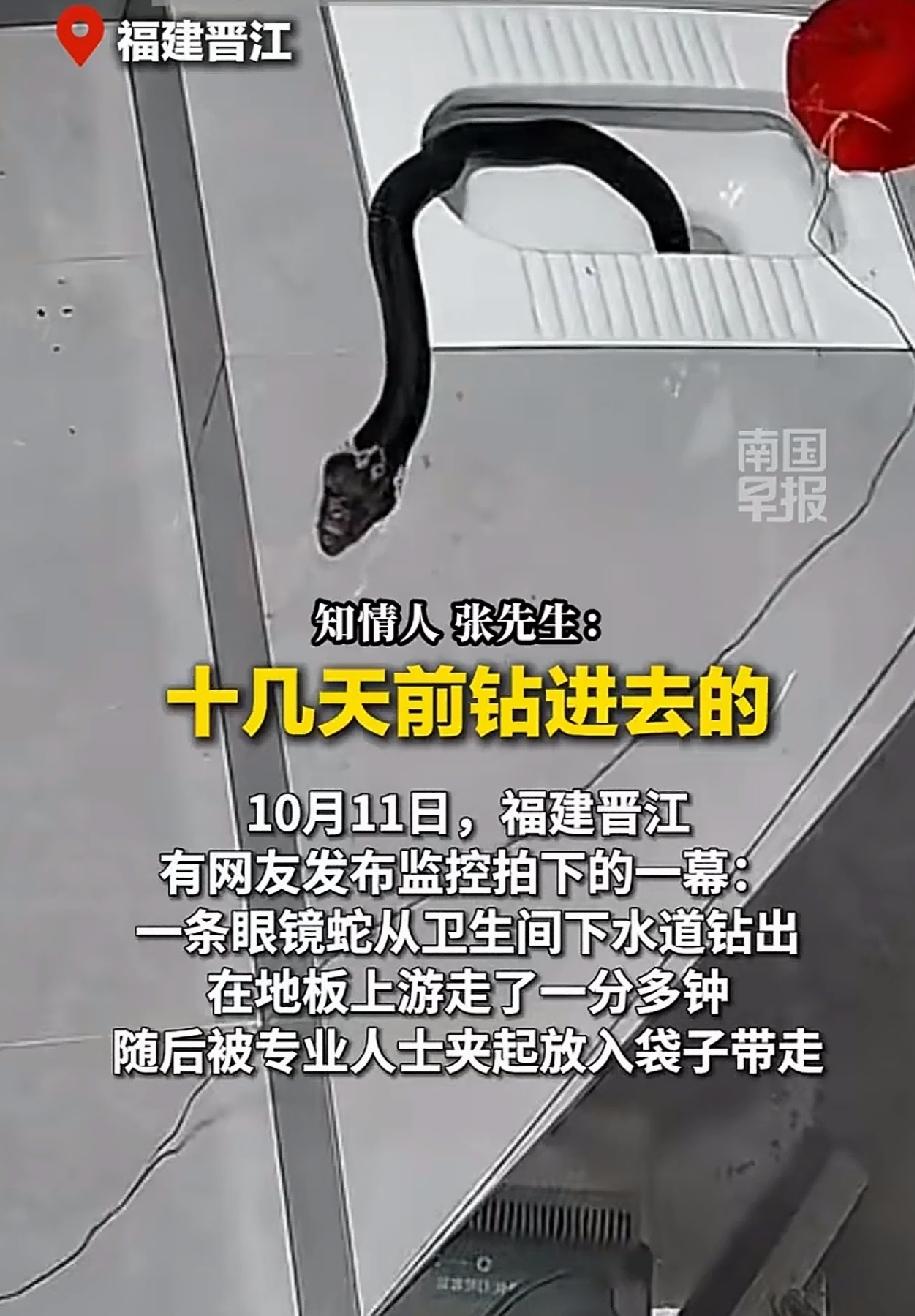 看了这个新闻，
我都不敢上厕所了，福建晋江，卫生间下水道，一条眼镜蛇在里面10多