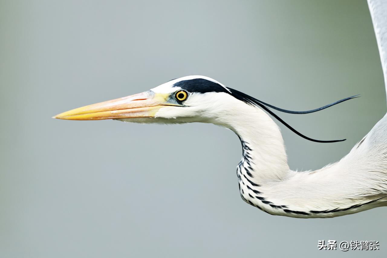 苍鹭大鹏展翅（拍摄于衡水湖）