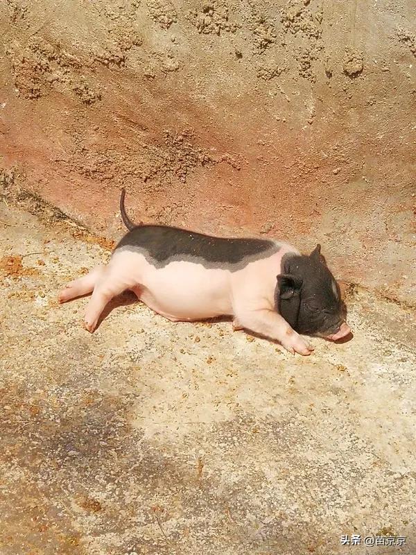 当场就坐不住了，想尽办法把这批小猪拦了下来。
 
1950头，不是十几只，
光是