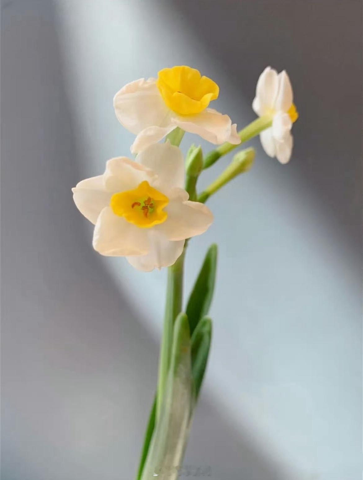 有一种水仙叫舞蹈家会跳舞的花 轻扬花瓣，舒展身姿，舞蹈家水仙把生命力与优雅都藏进