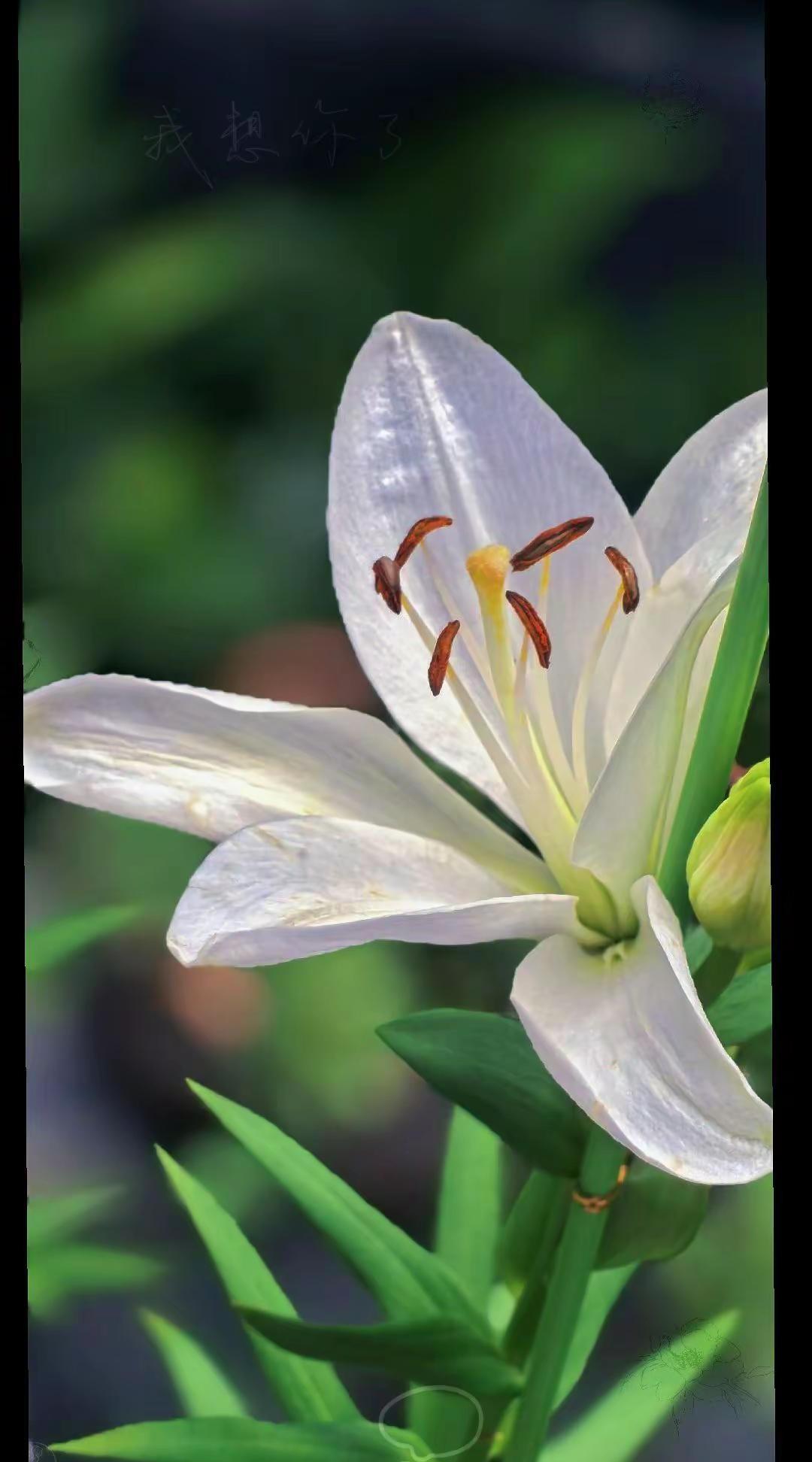 一花一世界，一叶一安然。生活不必轰轰烈烈，守一份内心清静。如花儿一般慢慢盛开，自