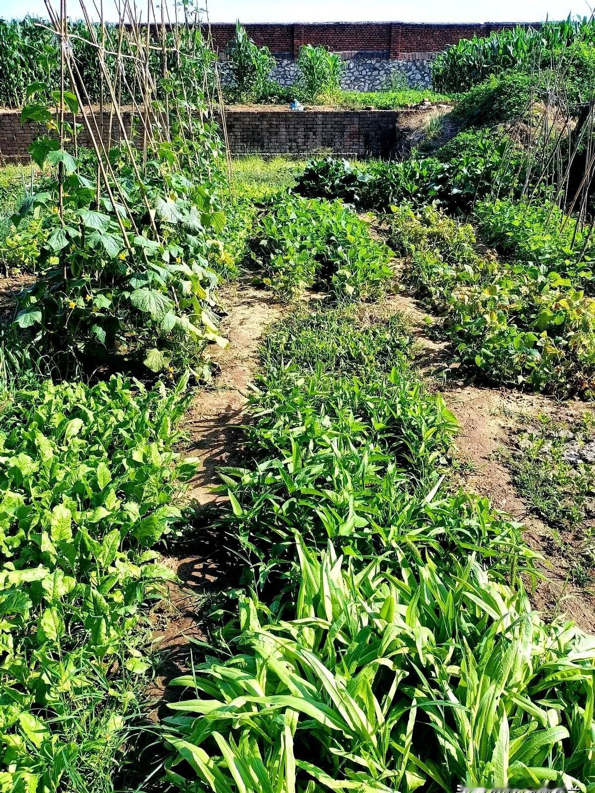 今天上午我去菜园摘豆角，豆角昨天就该摘了，昨天去市里没空摘，我怕长老了，今天喂完