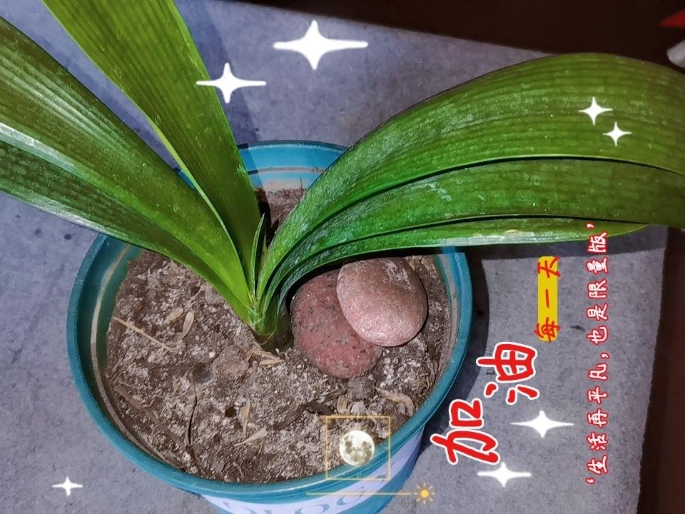 晒图笔记大赛冬天的植物不说枯萎，若能保持长青，就算杰出了。在花卉盆栽里，这一株君