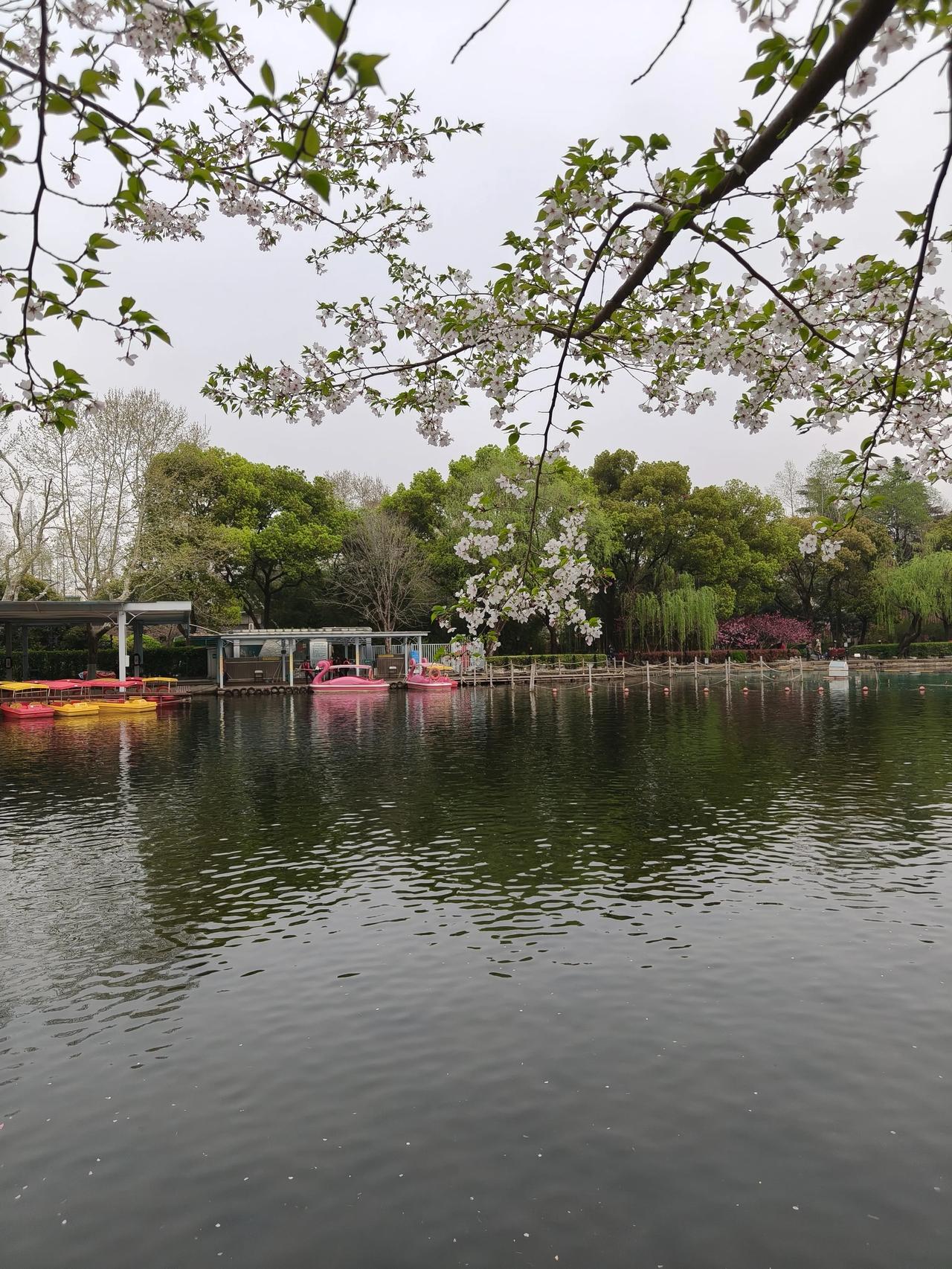 鲁迅公园散步随手拍实景图分享！

除了樱花🌸桃花🌸
还有一片喜林草🌿