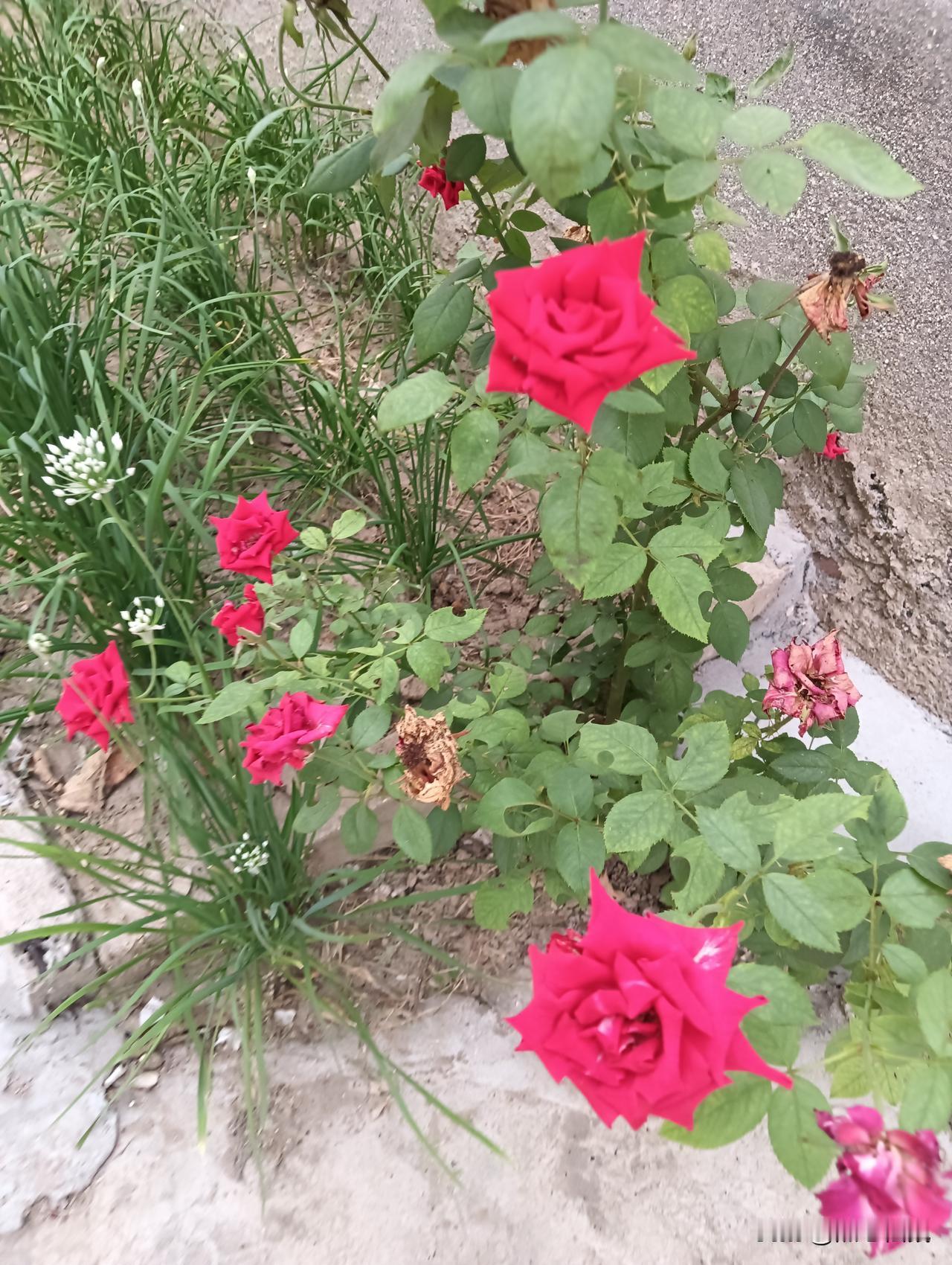 已经进入秋天了。院墙边的几朵红花在绿草间绽放。鲜红鲜红的，非常漂亮。