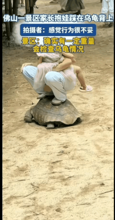 一位年轻女子在景区里带着孩子看乌龟，想让孩子把乌龟当玩具车坐，又怕弄脏孩子衣服，