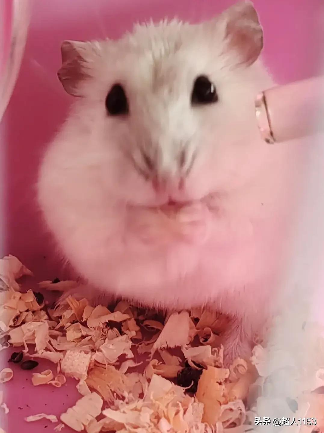 萌萌的小仓鼠，
给我们带来快乐。

小宝给它起名叫球球，
转眼已经养了三年。
