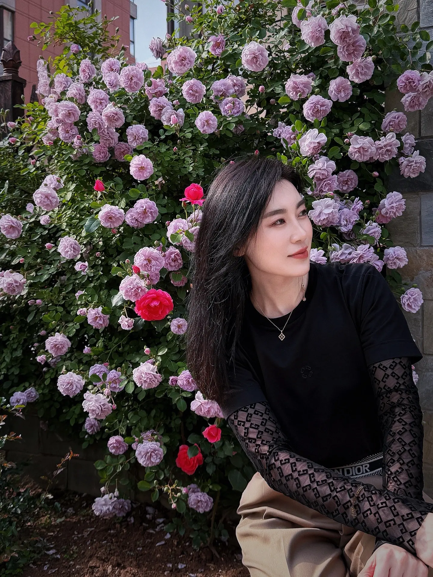 妈妈的蔷薇准时绽放，蔷薇花架满，不语也温柔