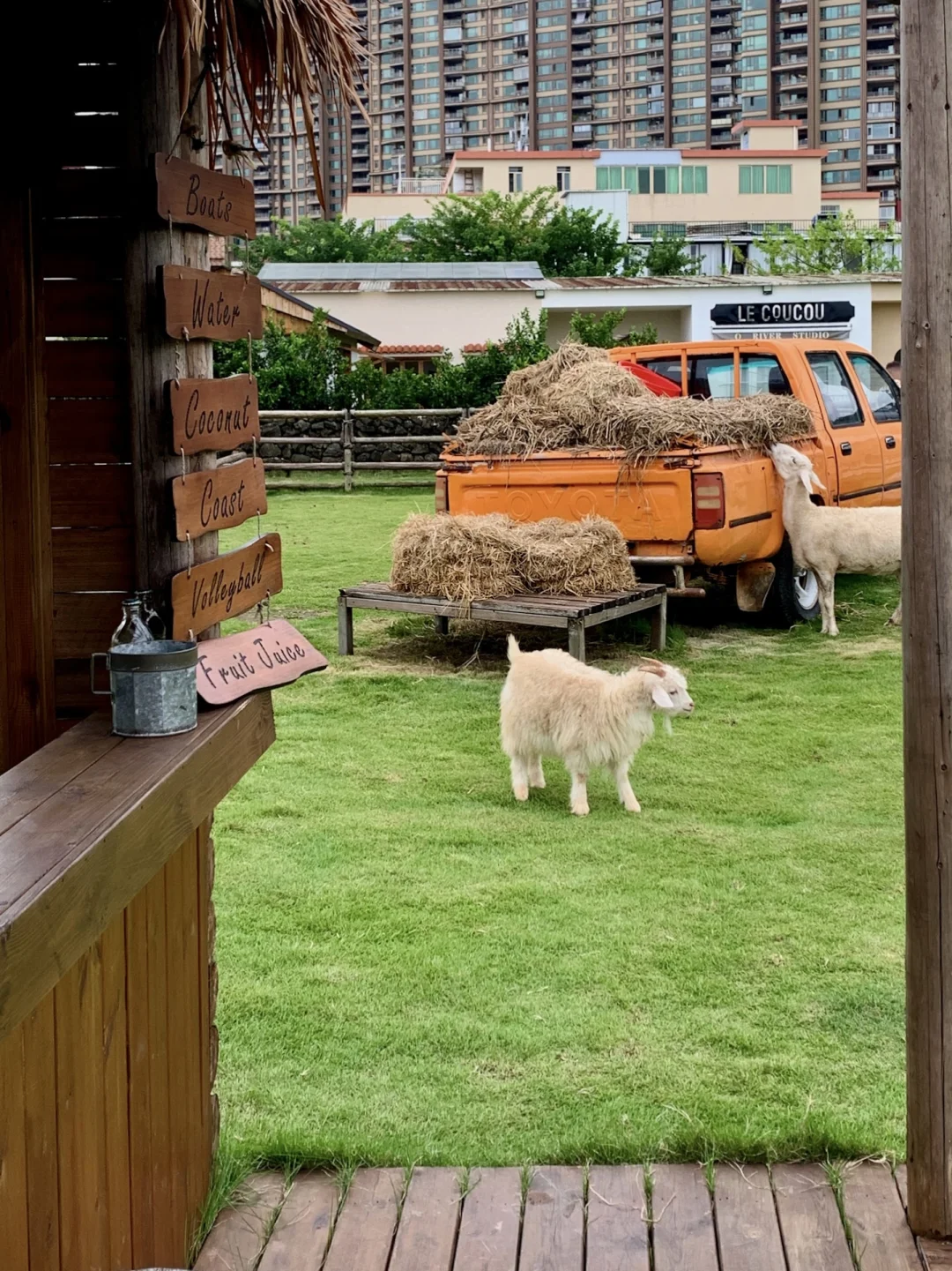 不在济州岛！在广州！好chill牧场小羊咩🐏🍂