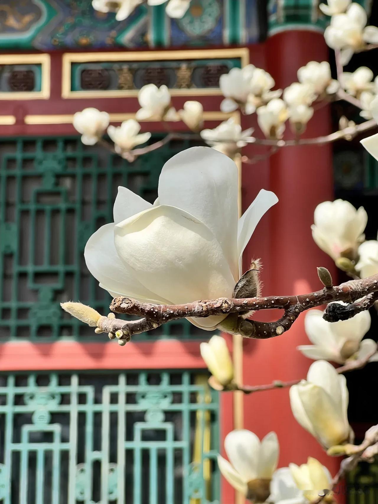 （原创.手机拍摄）
古韵颐和，
百合花香；
洁白无瑕，
纯洁善良！[玫瑰][玫瑰