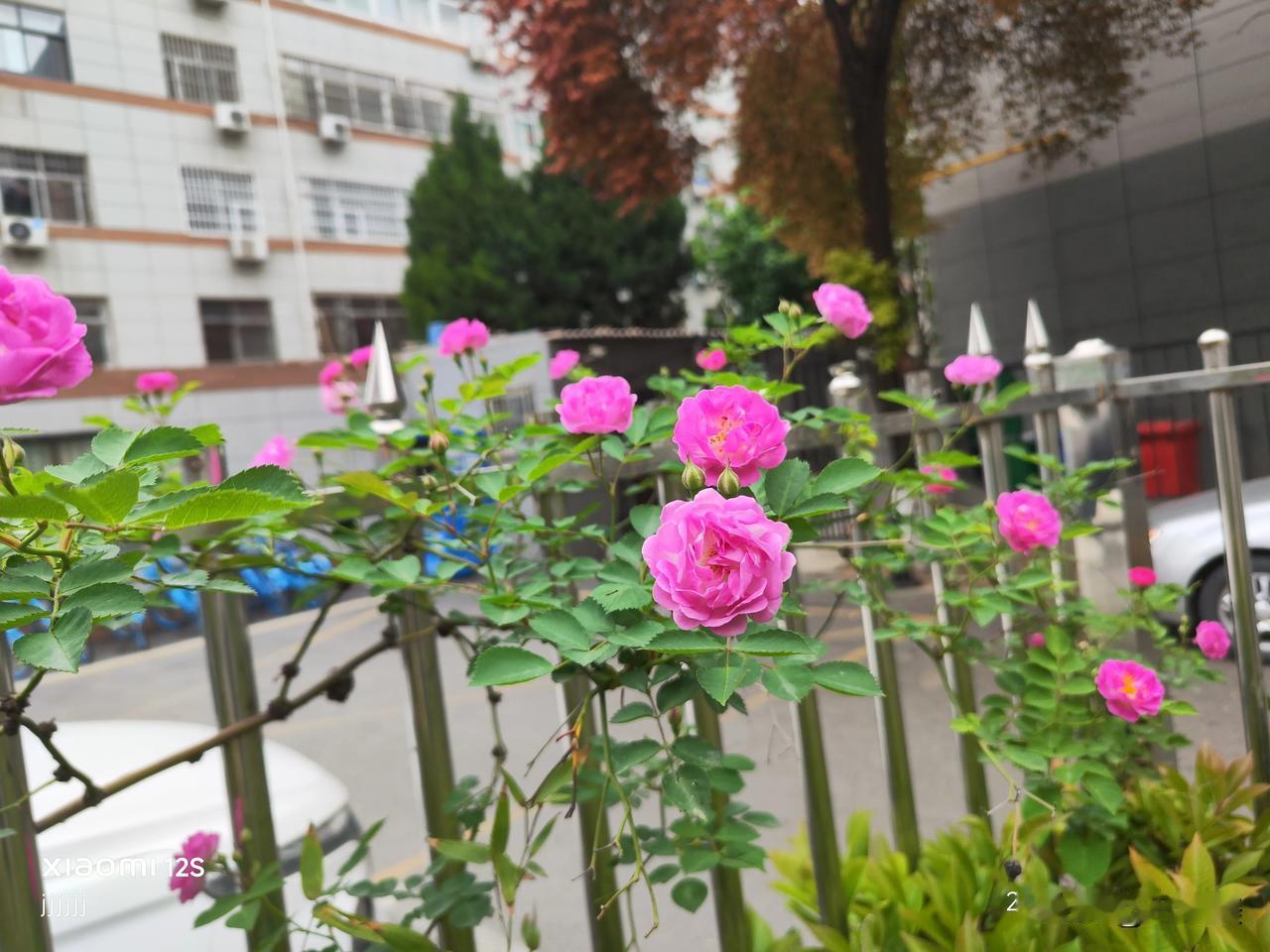 钢筋水泥的城市里，总藏着不期而遇的温柔。社区服务中心旁，一丛蔷薇攀过栏杆肆意绽放