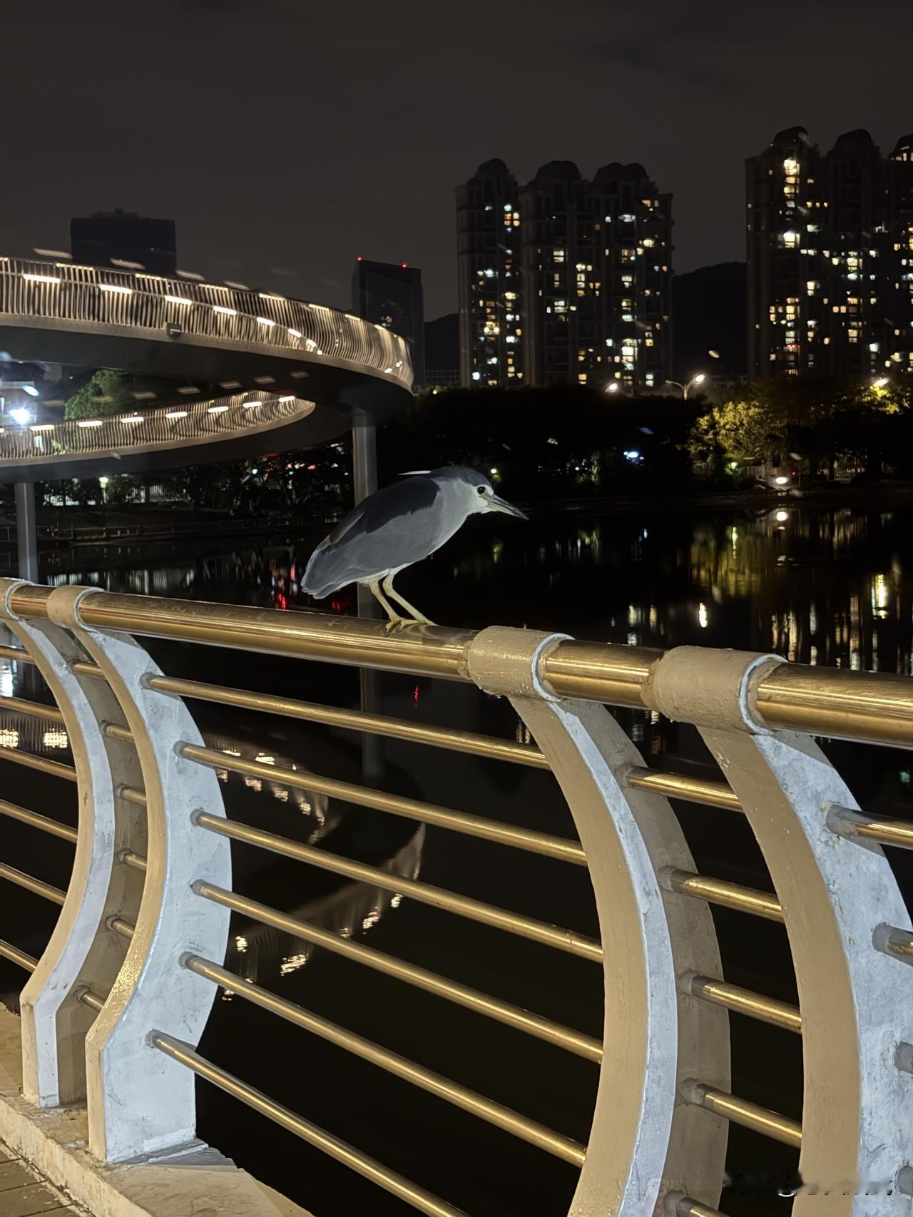 夜晚，邂逅夜鹭。